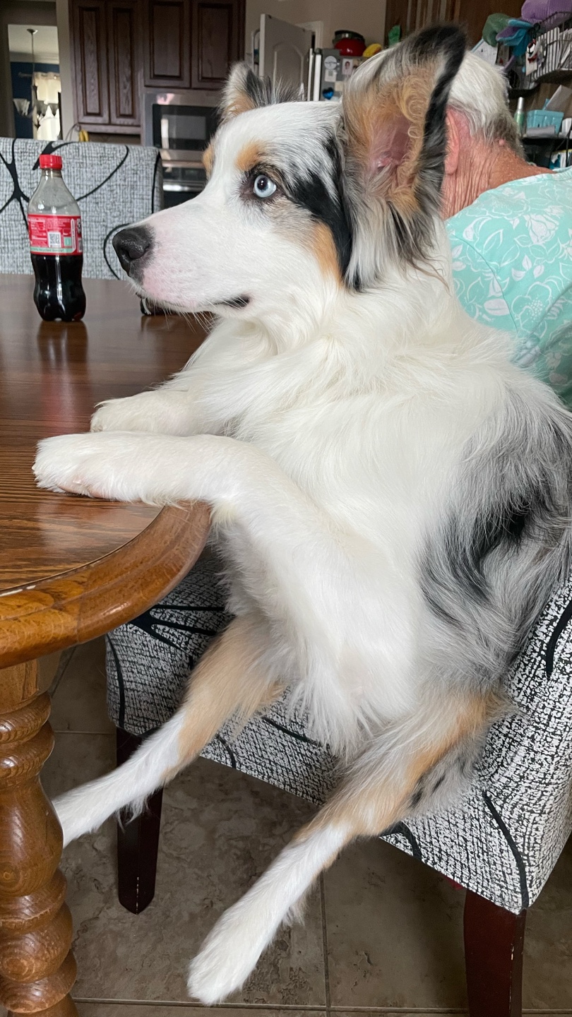 An Australian Shepard sitting like a human on a chair at a table.