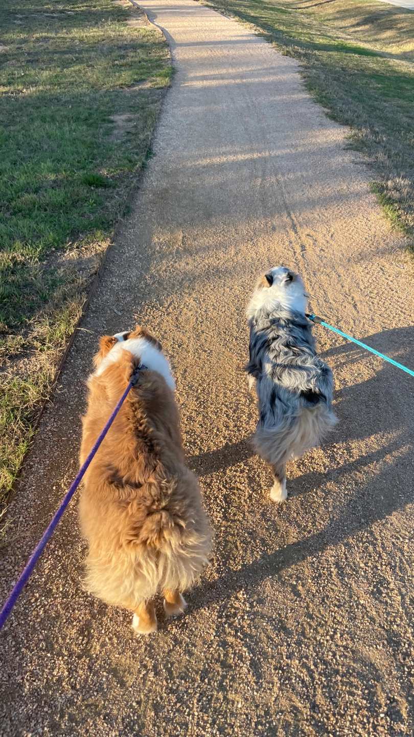 Two Australian Shepards walking away from the camera on leashes.